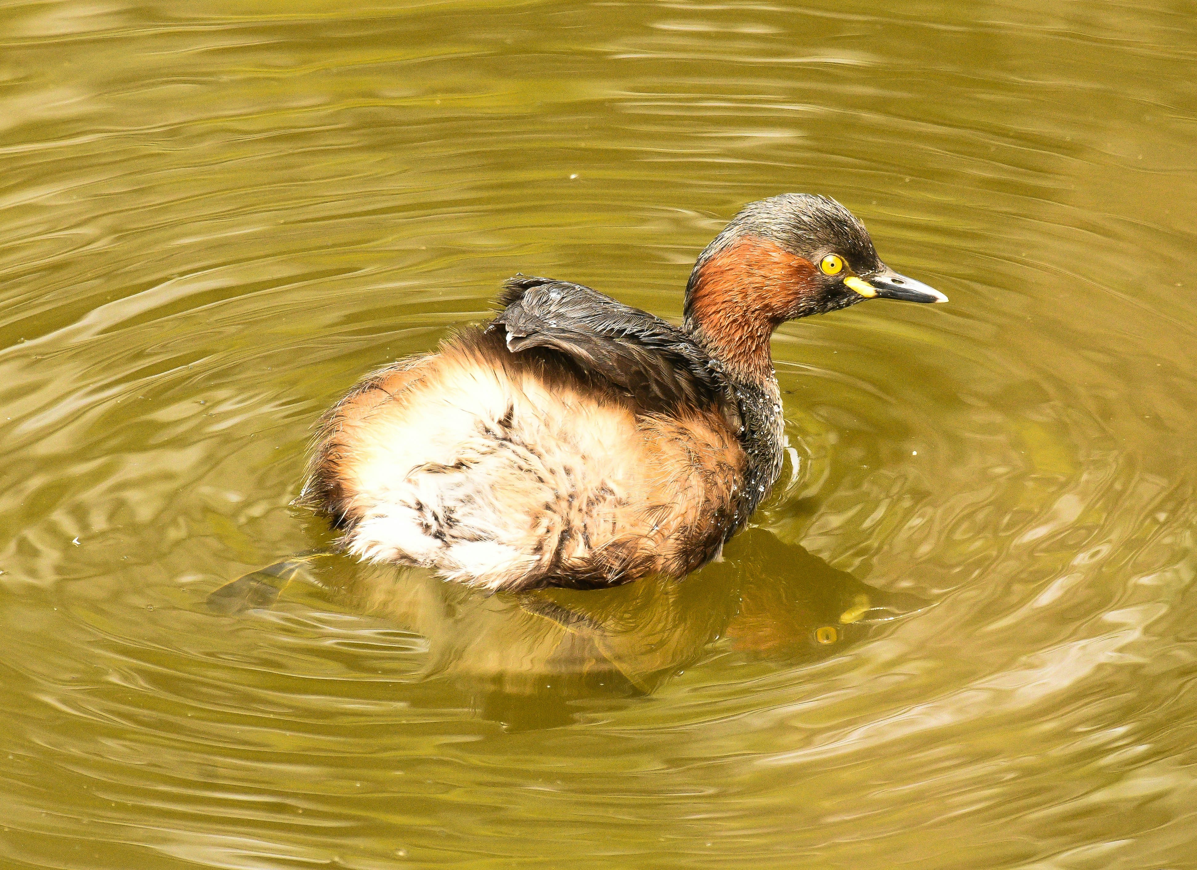 a duck swimming in a pond with ripples on the water
