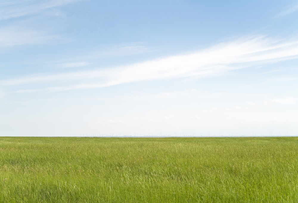 a field of green grass under a blue sky