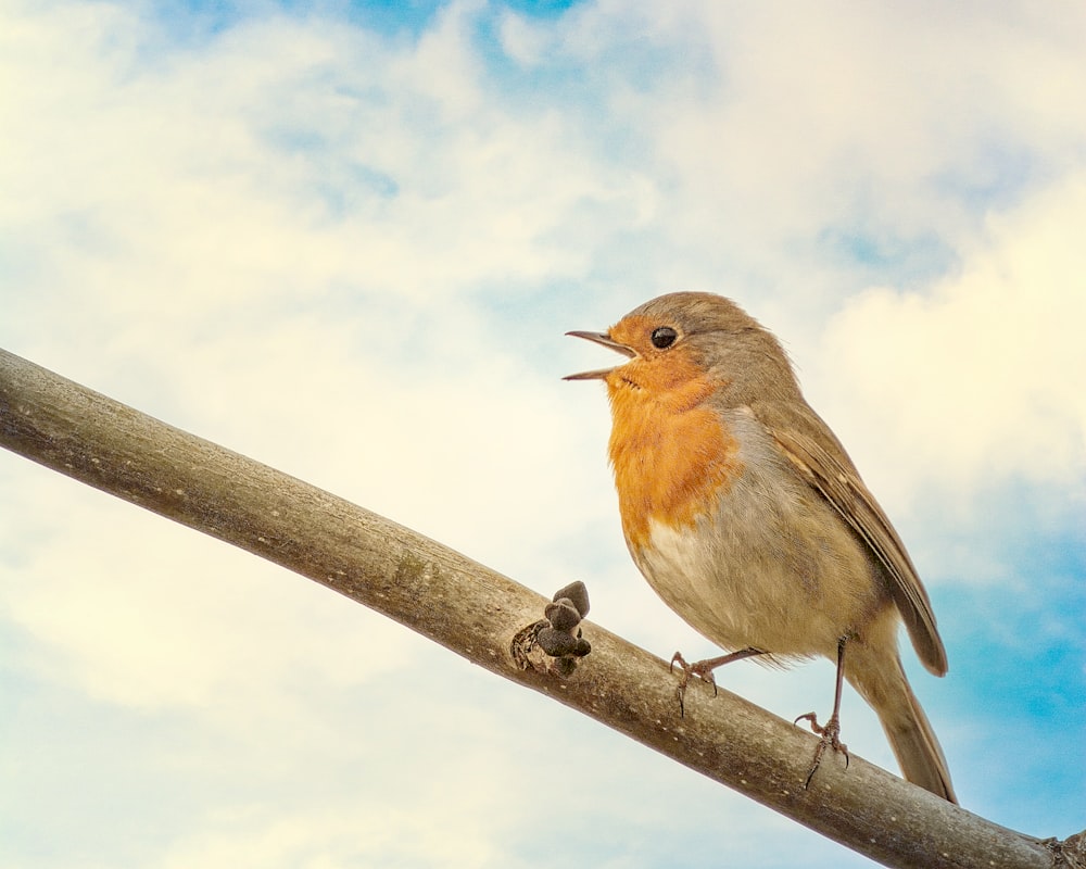 a bird sitting on a branch with its mouth open