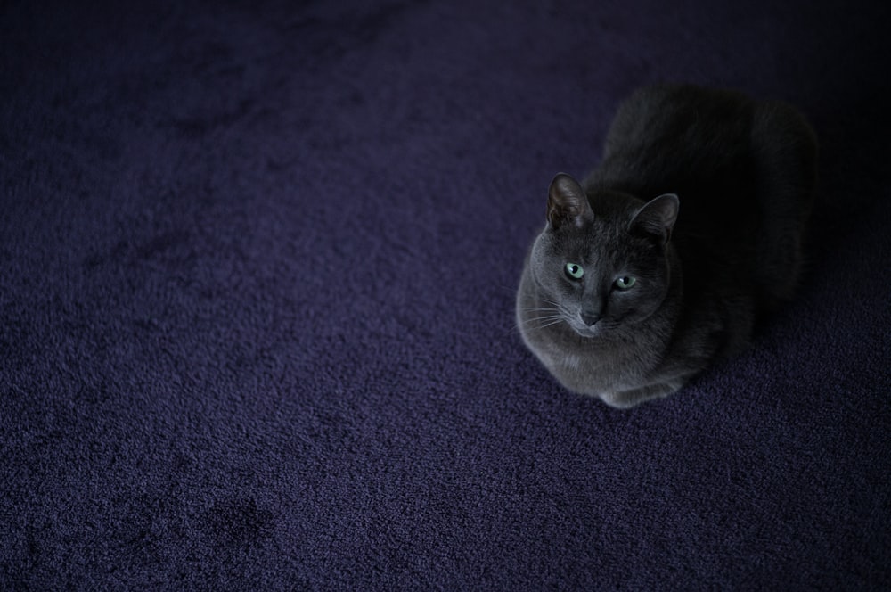 a gray cat sitting on a purple carpet