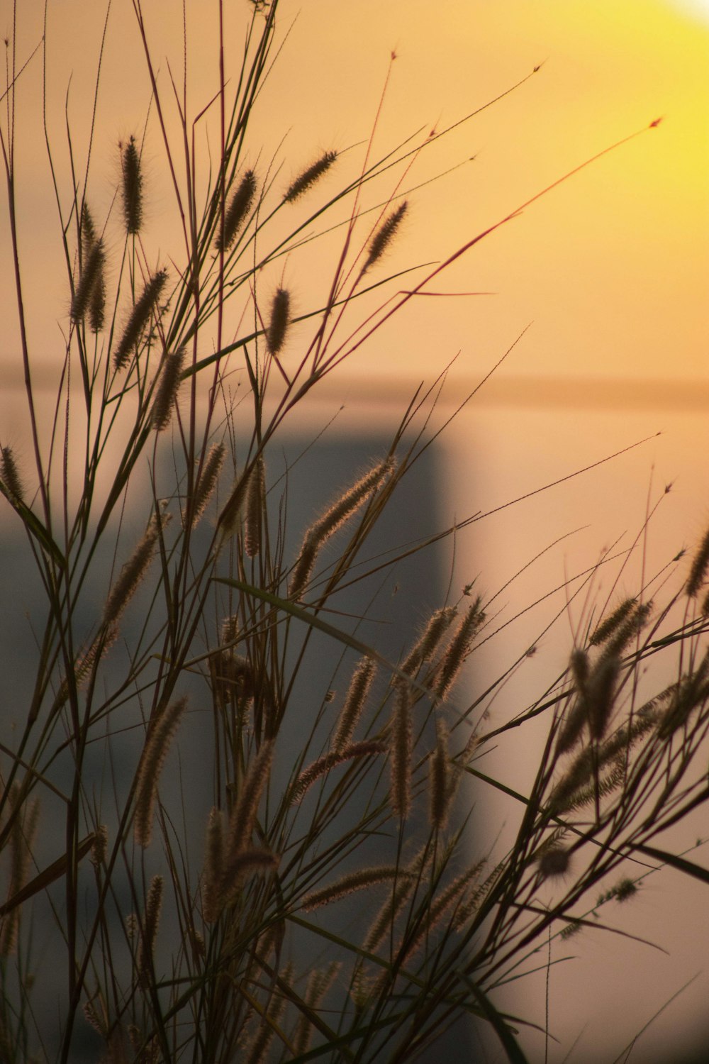 a close up of a plant with the sun in the background