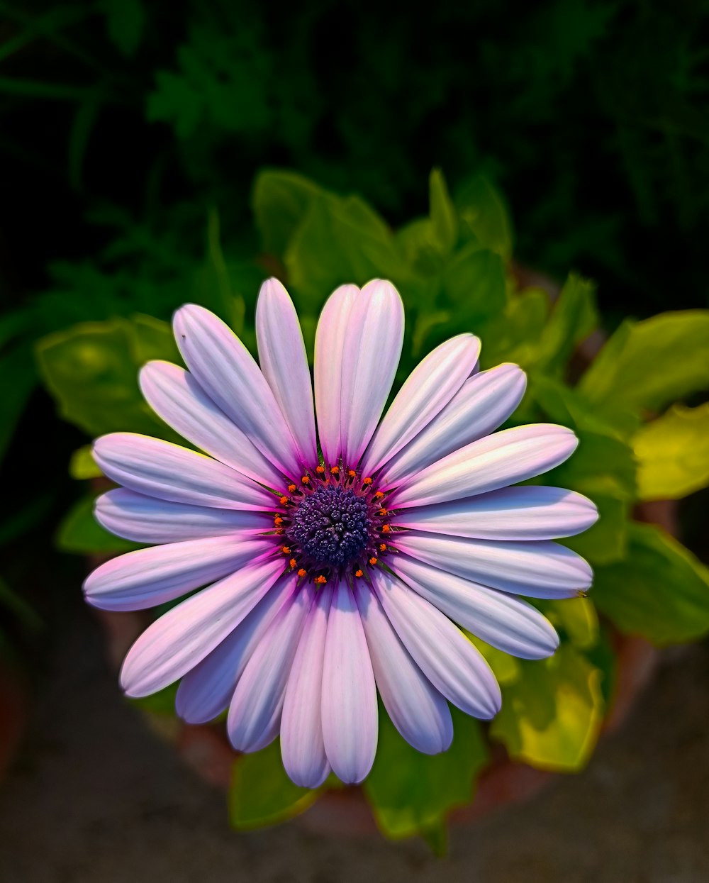 a purple and white flower with green leaves in the background