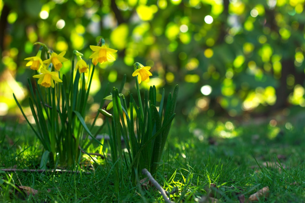 a group of yellow flowers sitting on top of a lush green field