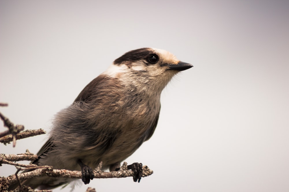 a bird is perched on a tree branch