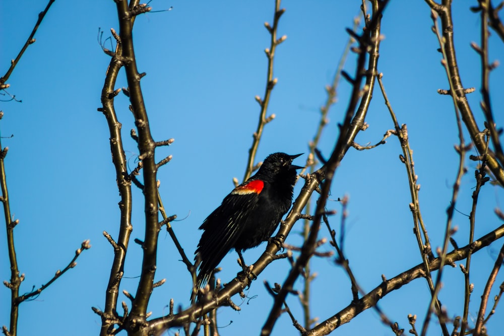Un uccello nero seduto sulla cima di un ramo di un albero