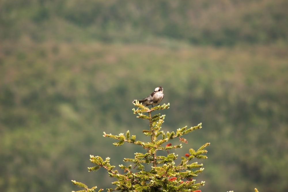 a small bird perched on top of a pine tree