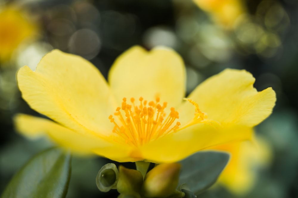 a close up of a yellow flower with green leaves