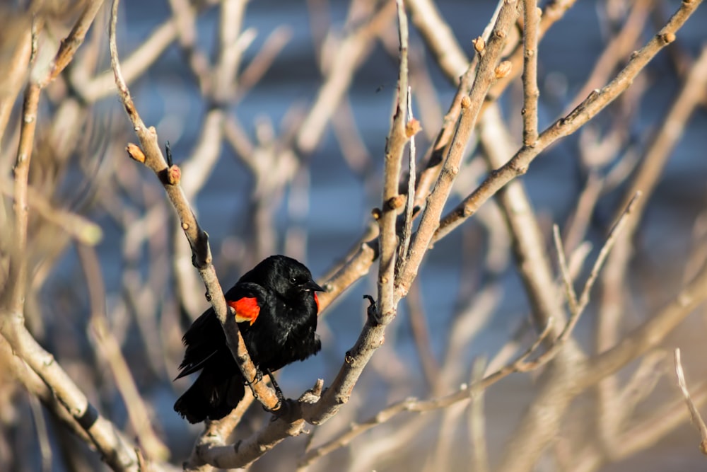 Un piccolo uccello nero appollaiato su un ramo d'albero