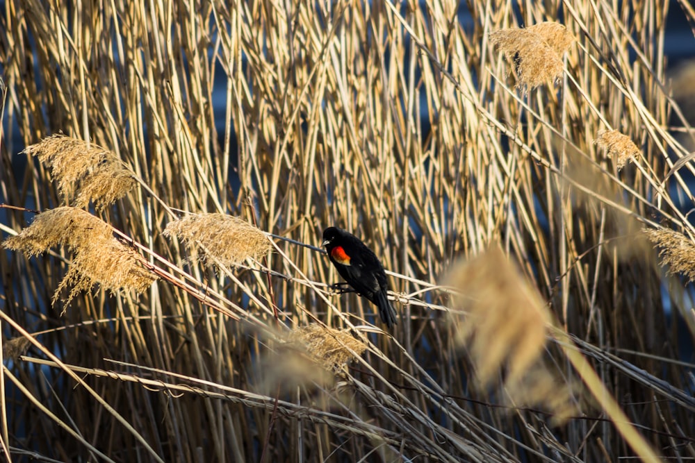 Ein schwarzer Vogel sitzt auf einem trockenen Grasfeld