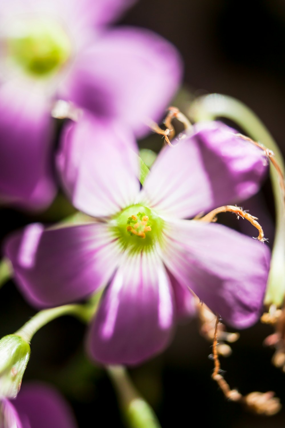 a close up of a purple flower with a green center