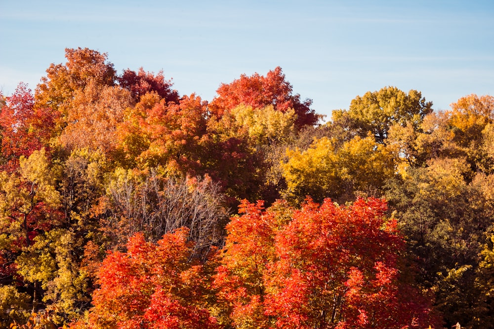 a forest filled with lots of colorful trees