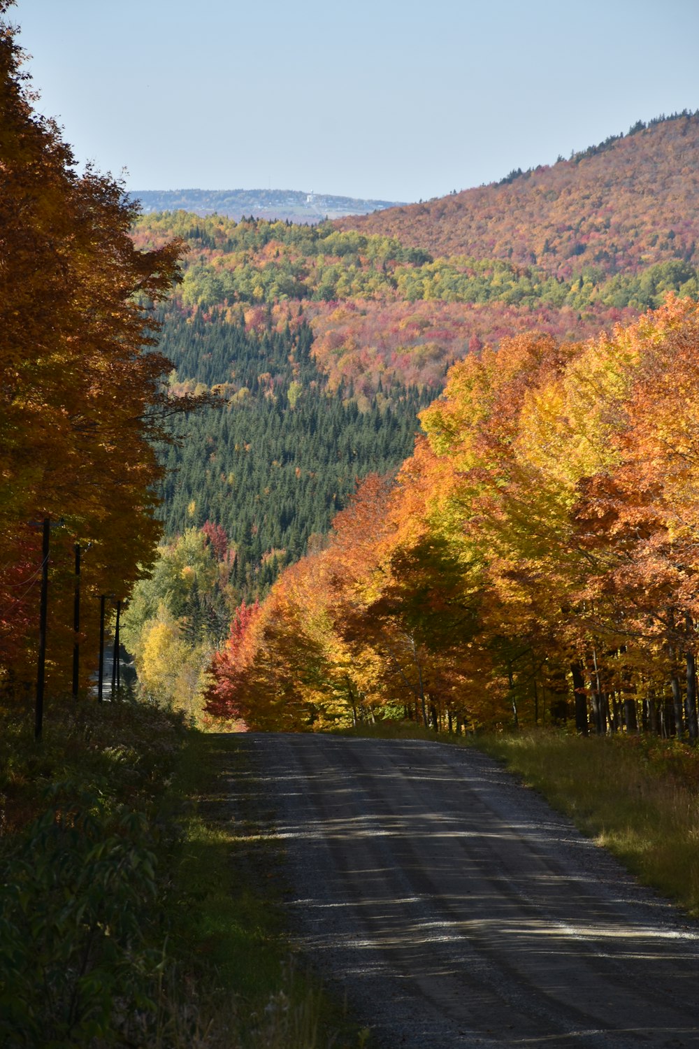 a country road surrounded by colorful trees