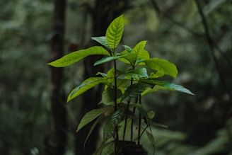 a green plant growing in the middle of a forest