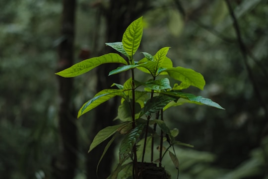 a green plant growing in the middle of a forest