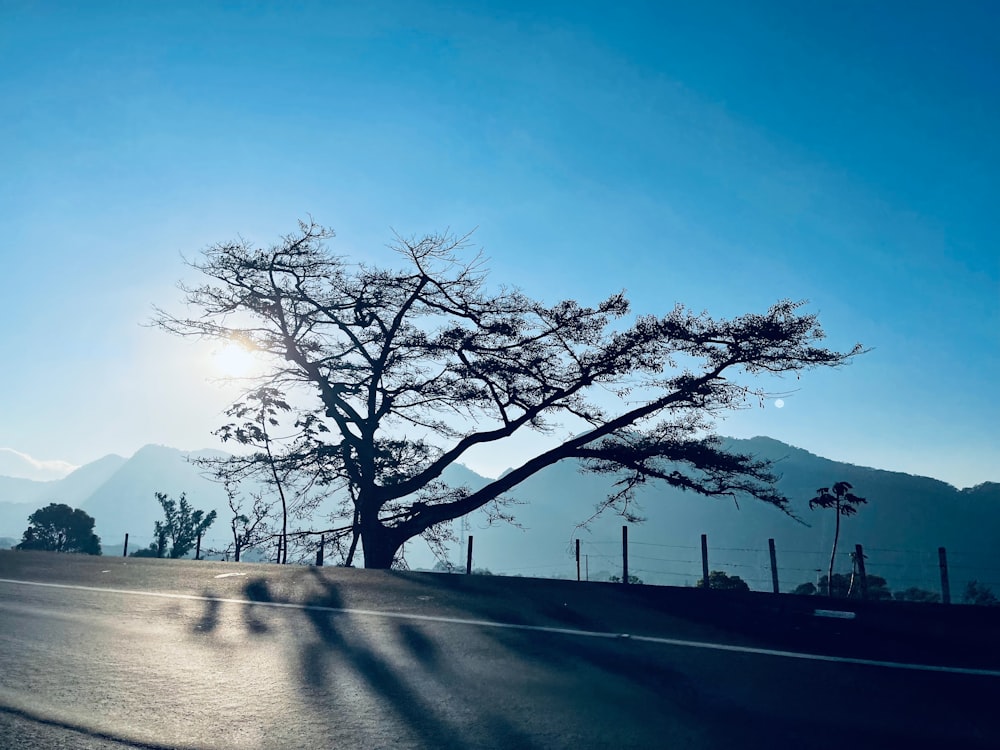 a tree casts a shadow on the road