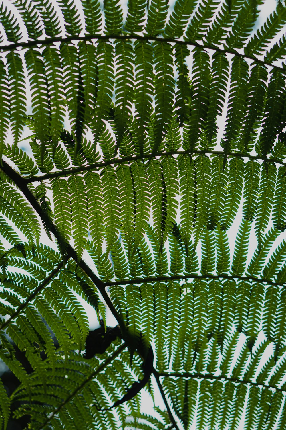 a close up of a green plant with lots of leaves