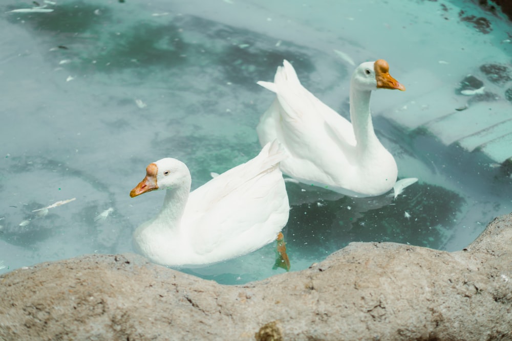 two white ducks swimming in a pool of water