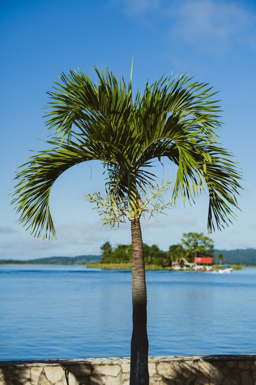 a palm tree in front of a body of water