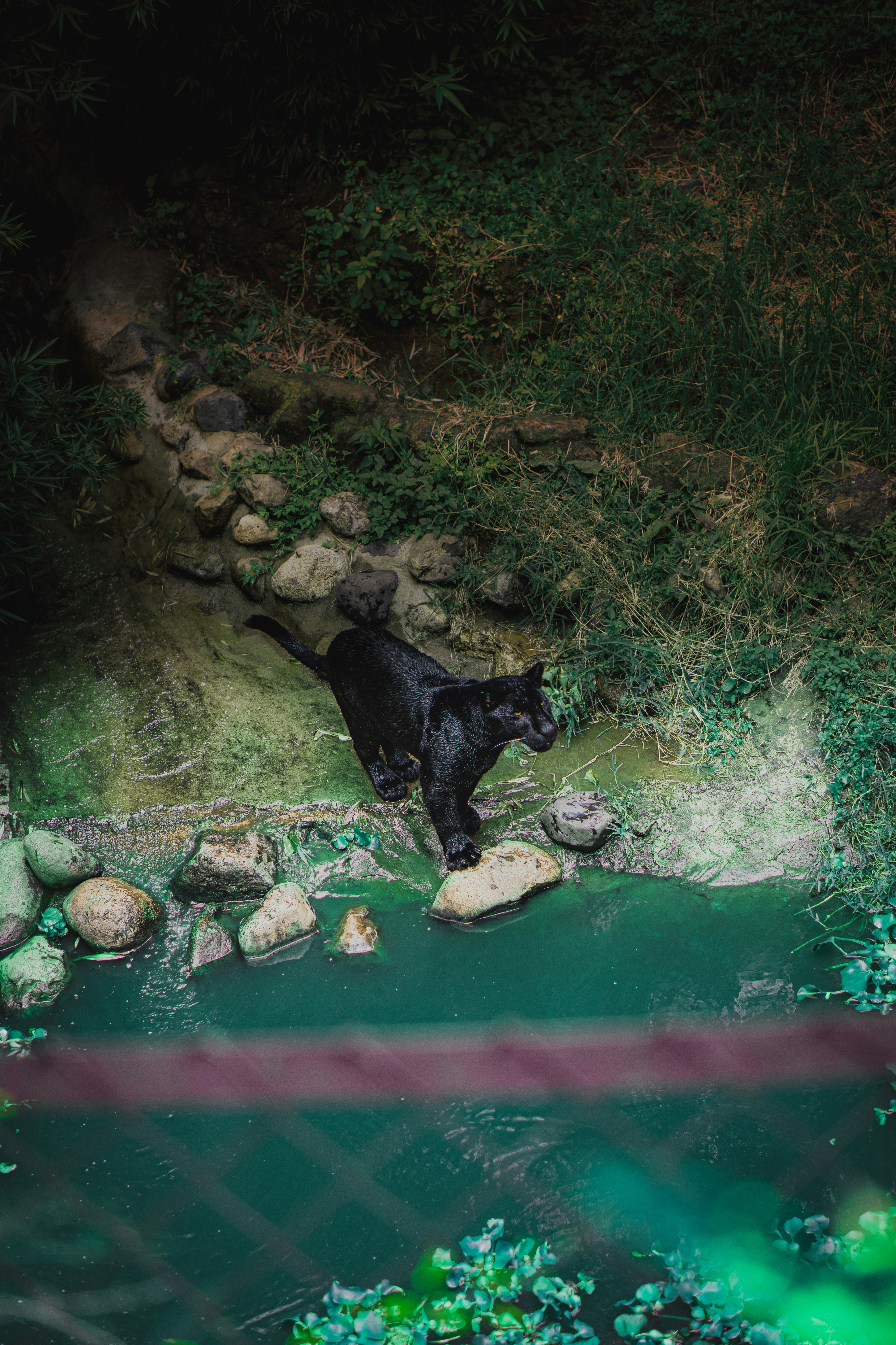 Clever Adaptations (image credits: unsplash)