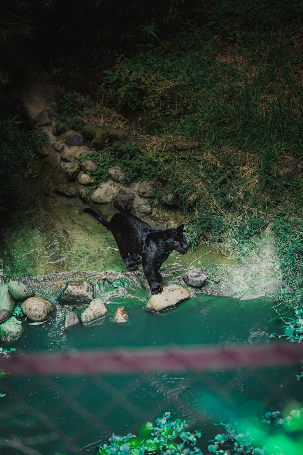 a black bear standing on a rock in a pond