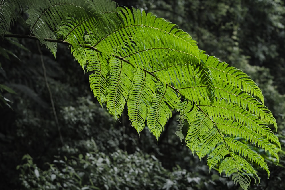 Une feuille verte est suspendue à un arbre