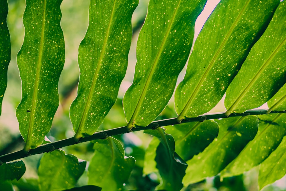 a green leaf with drops of water on it