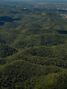 an aerial view of a lush green forest