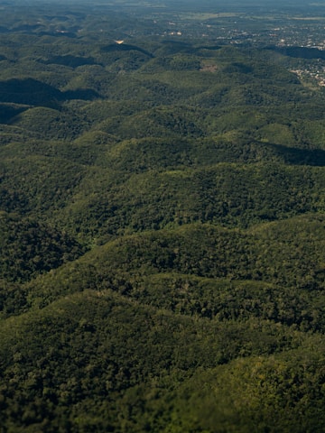 an aerial view of a lush green forest