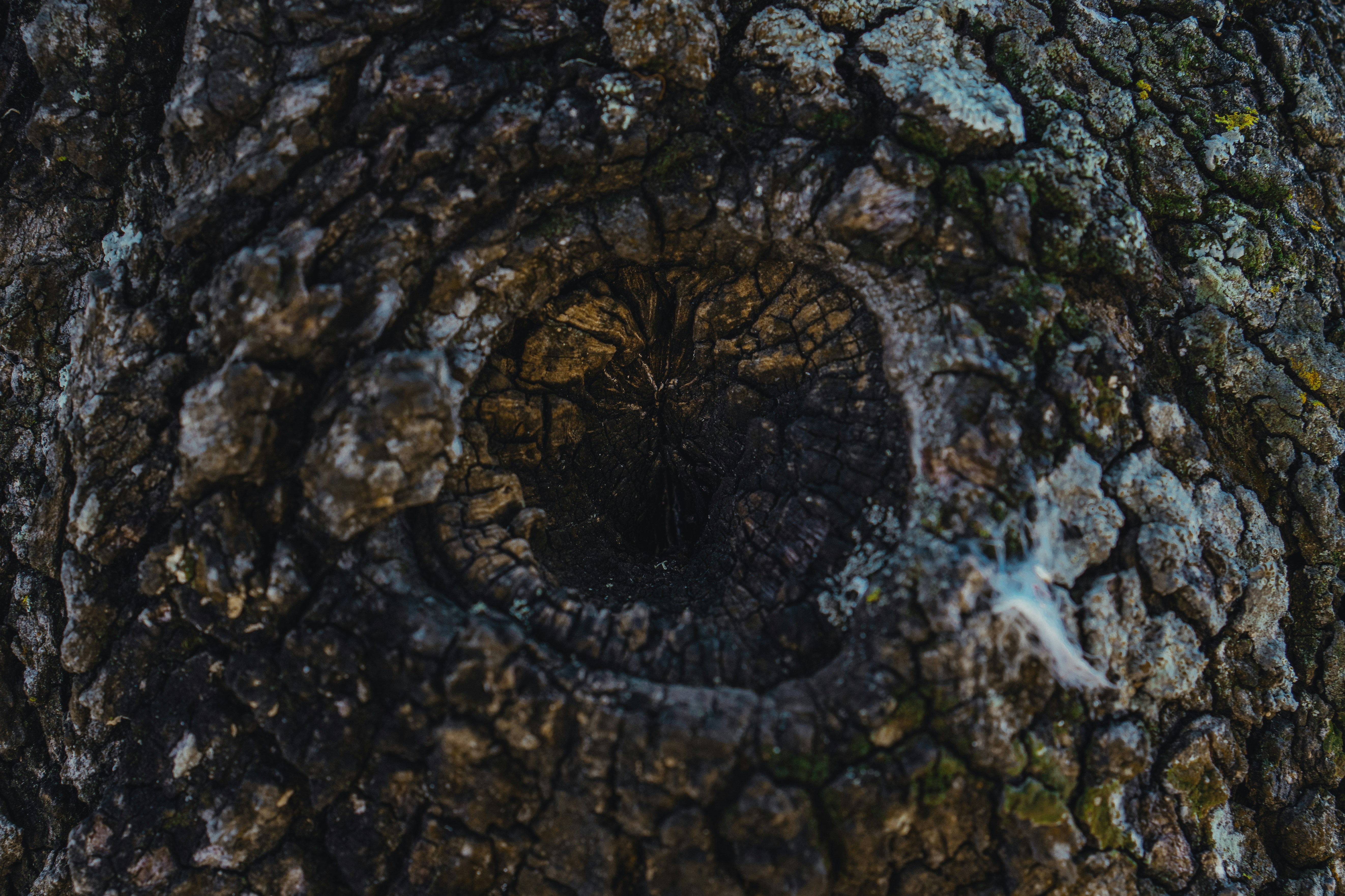 Un primer plano del tronco de un árbol con un agujero en él
