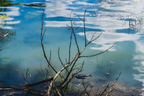 a body of water that has some plants in it