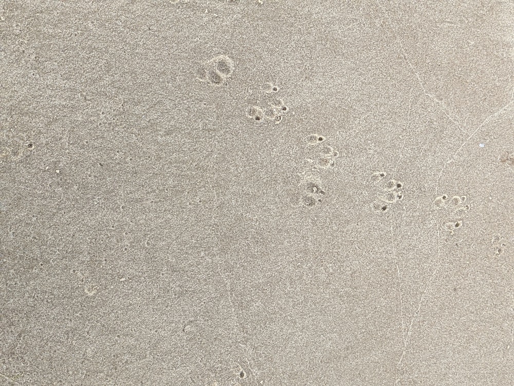 Une patte de chien s’imprime dans le sable sur une plage