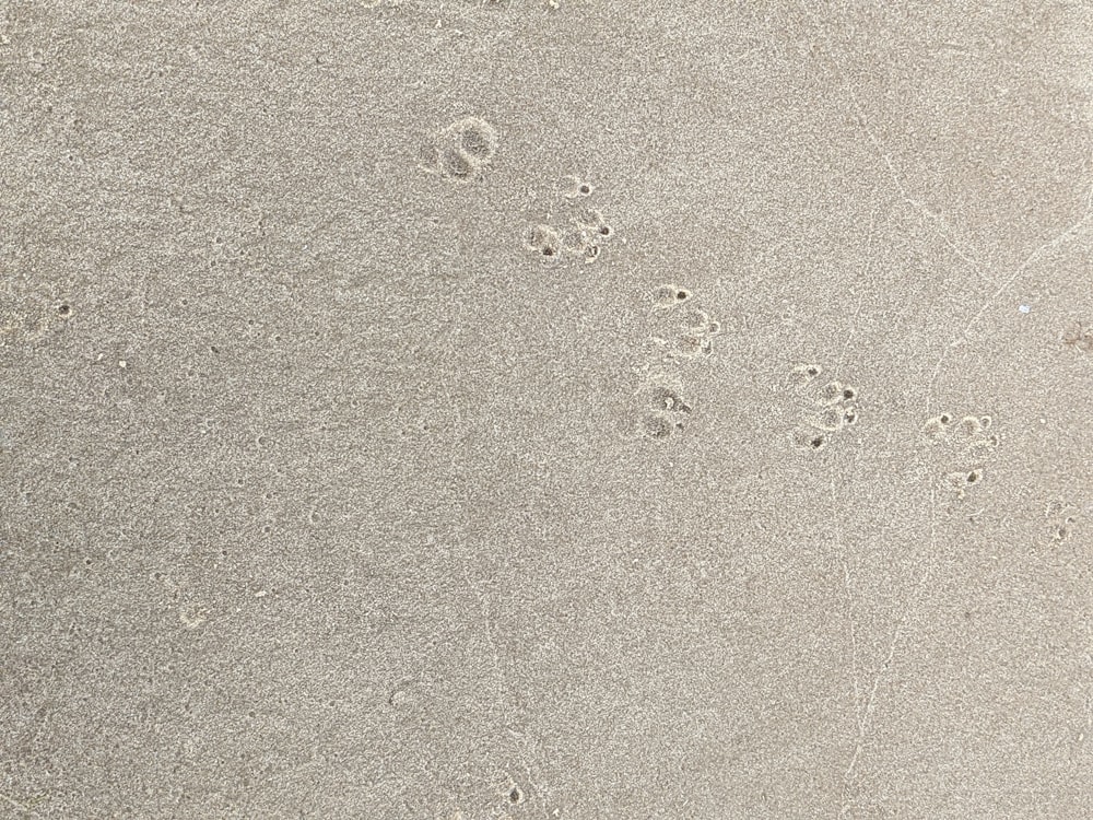 a dog paw prints in the sand on a beach