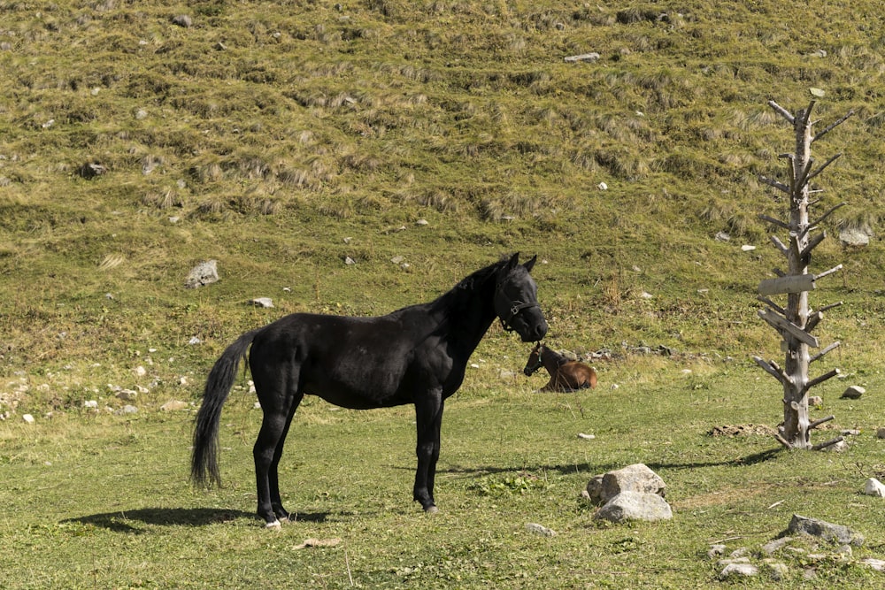 Un cavallo nero in piedi sulla cima di un campo verde lussureggiante