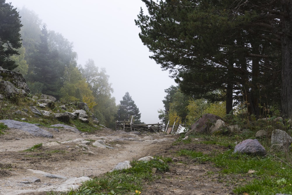 a dirt road surrounded by trees on a foggy day