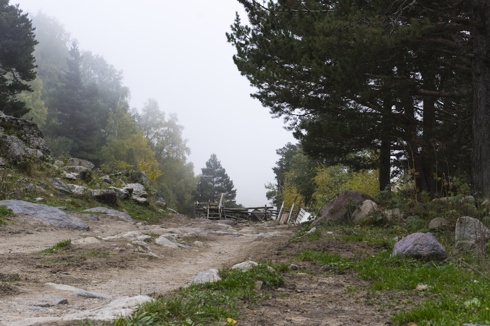 uma estrada de terra cercada por árvores em um dia nebuloso