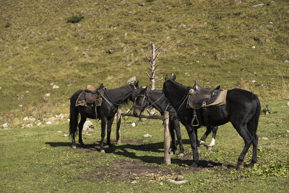 two black horses standing next to each other in a field