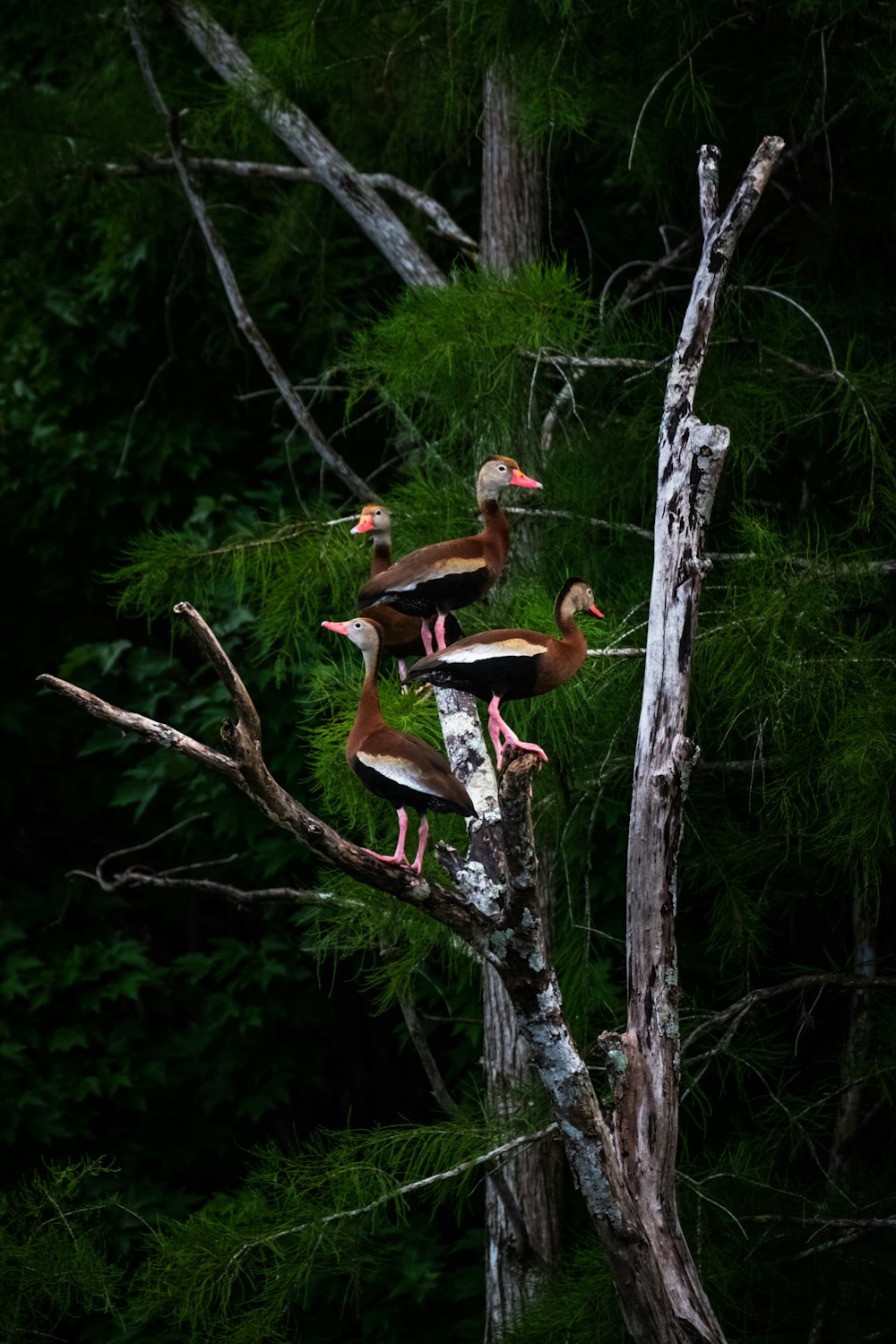 a group of birds sitting on top of a tree