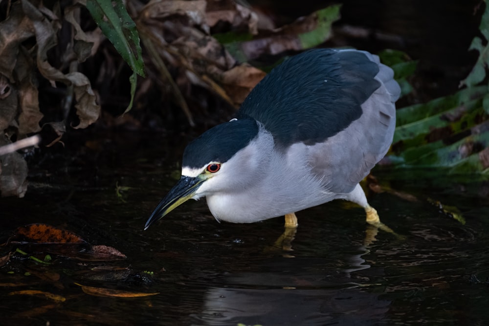 a black and white bird is standing in the water