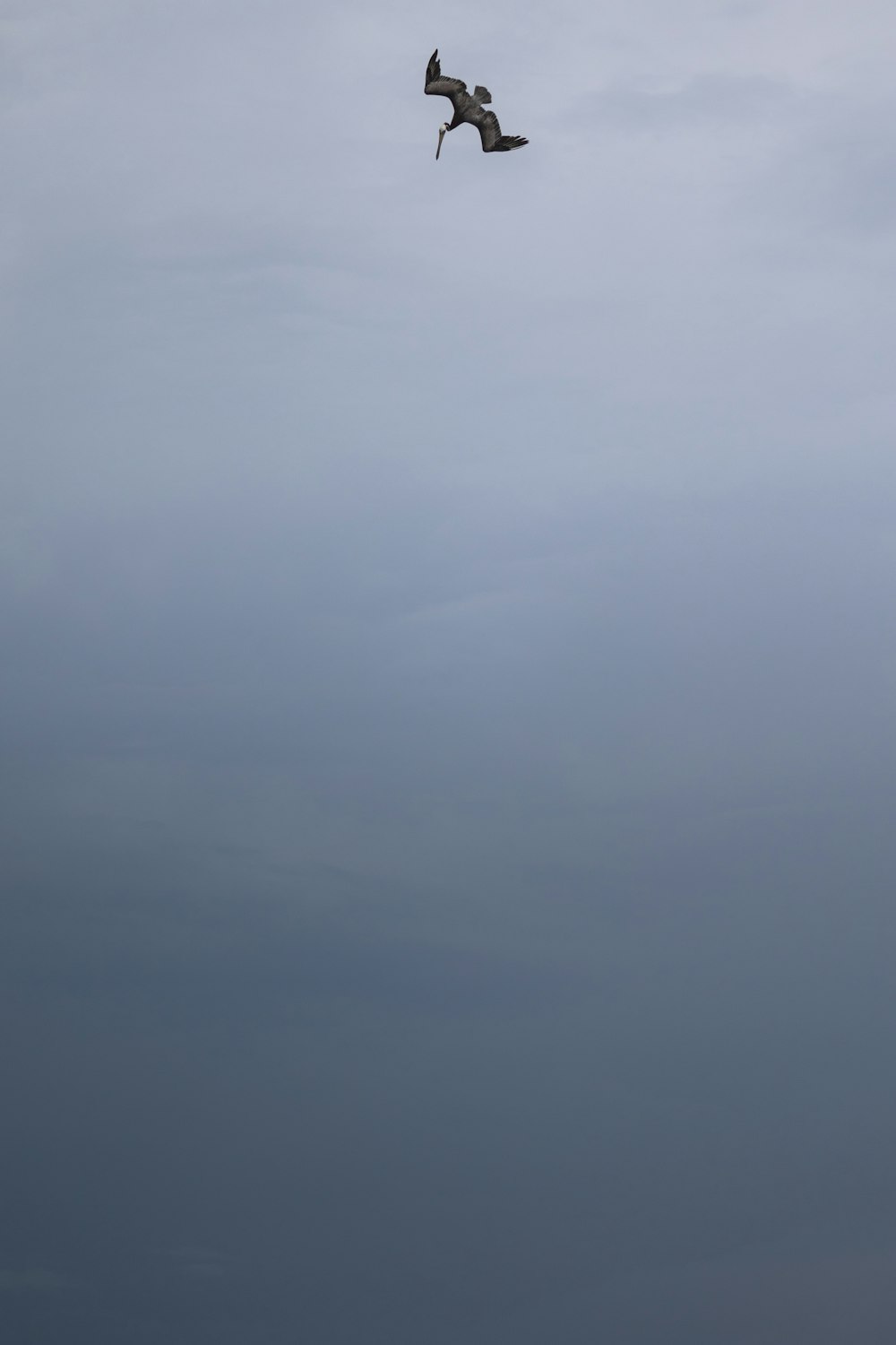 a bird flying through a cloudy blue sky