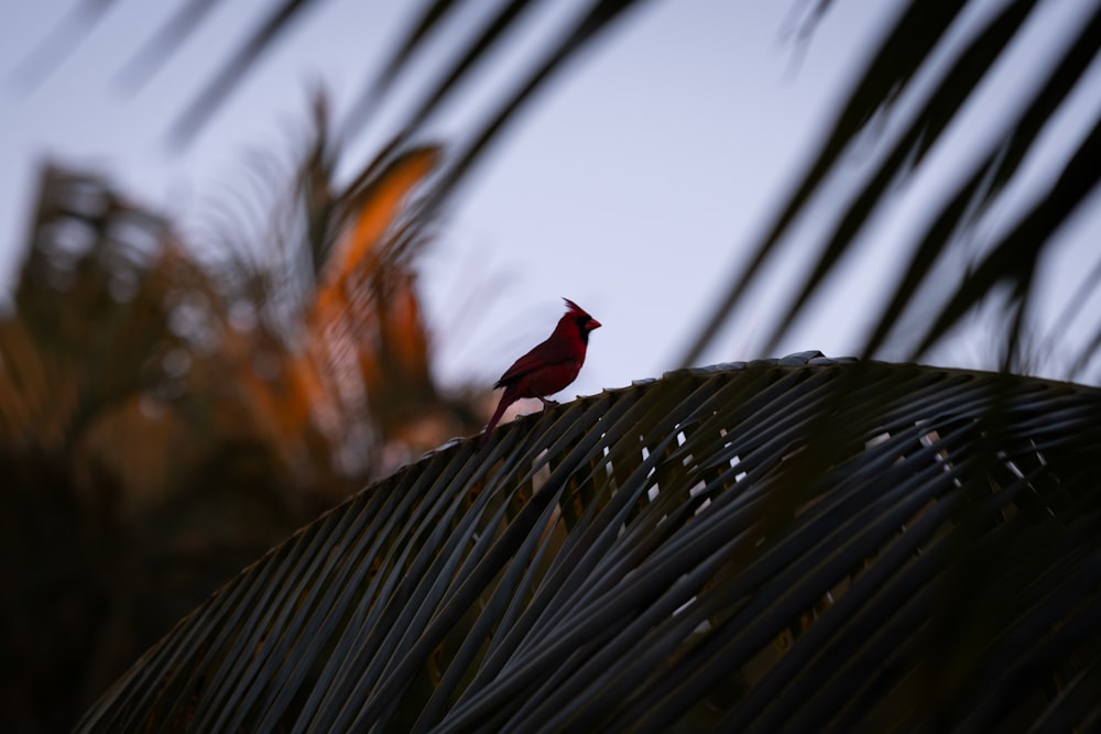 a red bird sitting on top of a palm tree