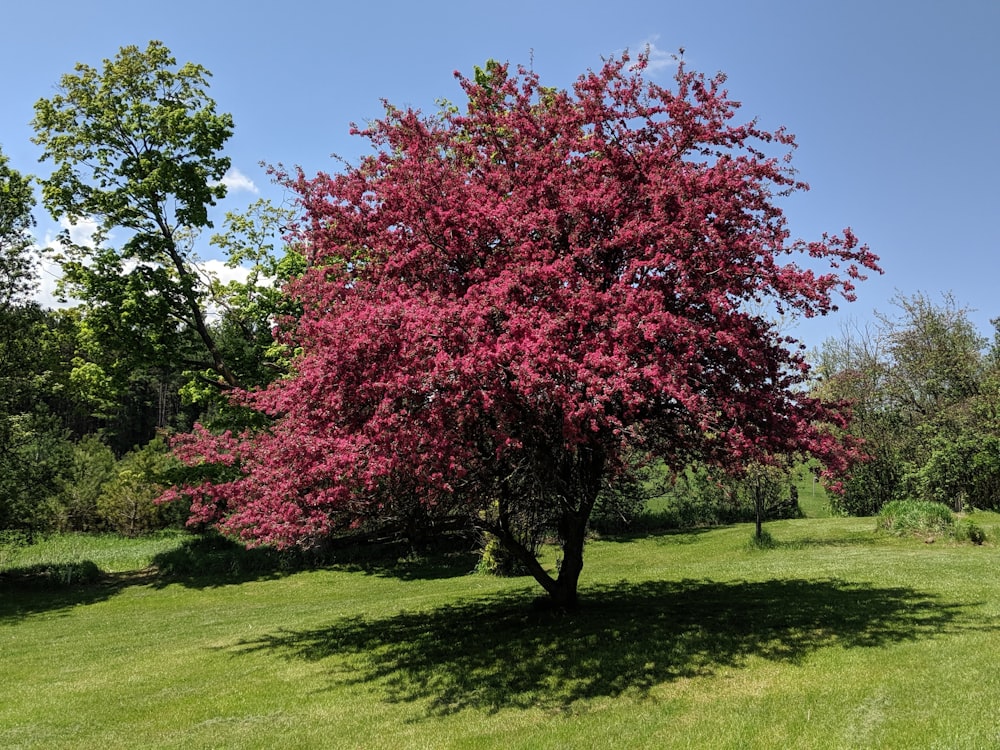 a tree with purple flowers in a grassy area