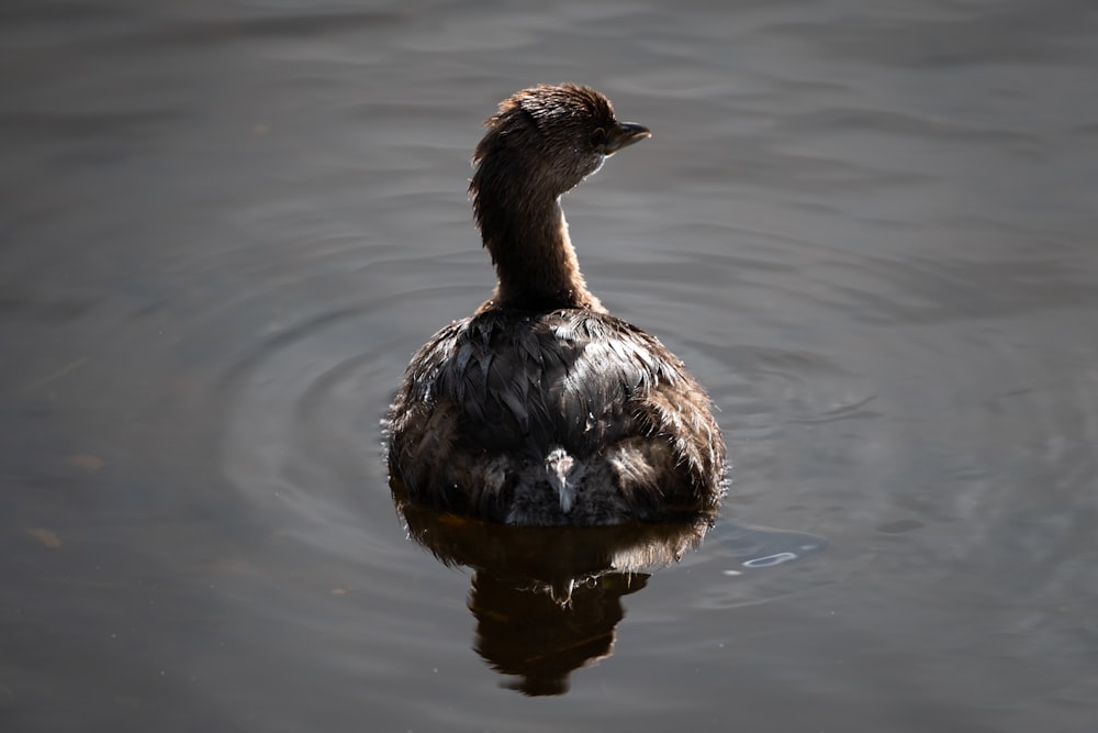 a duck floating on top of a body of water