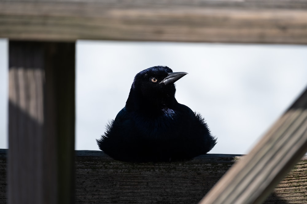 a black bird sitting on top of a wooden fence