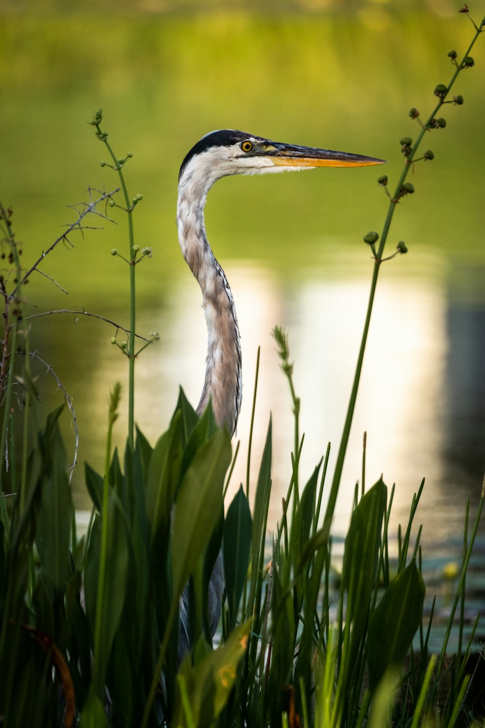 a bird with a long neck standing next to a body of water