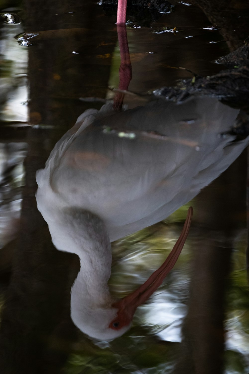 a white bird with a long neck drinking water