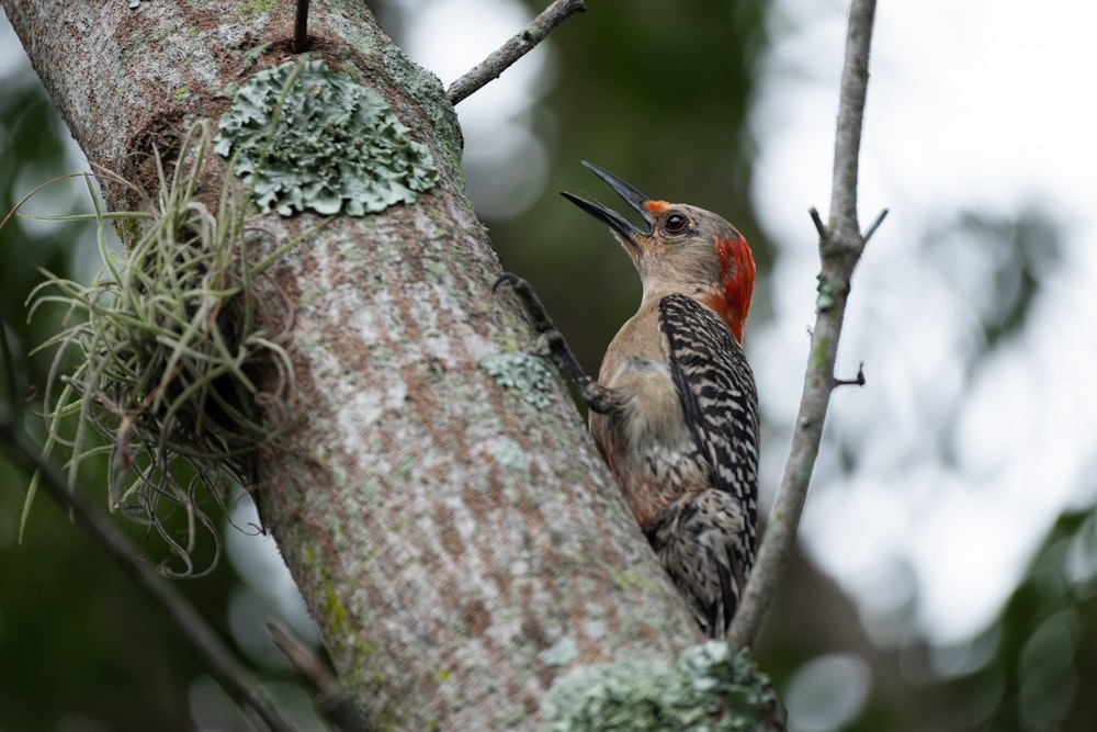 a woodpecker is perched on a tree branch