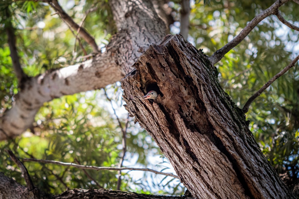 a bird peeking out of a hole in a tree