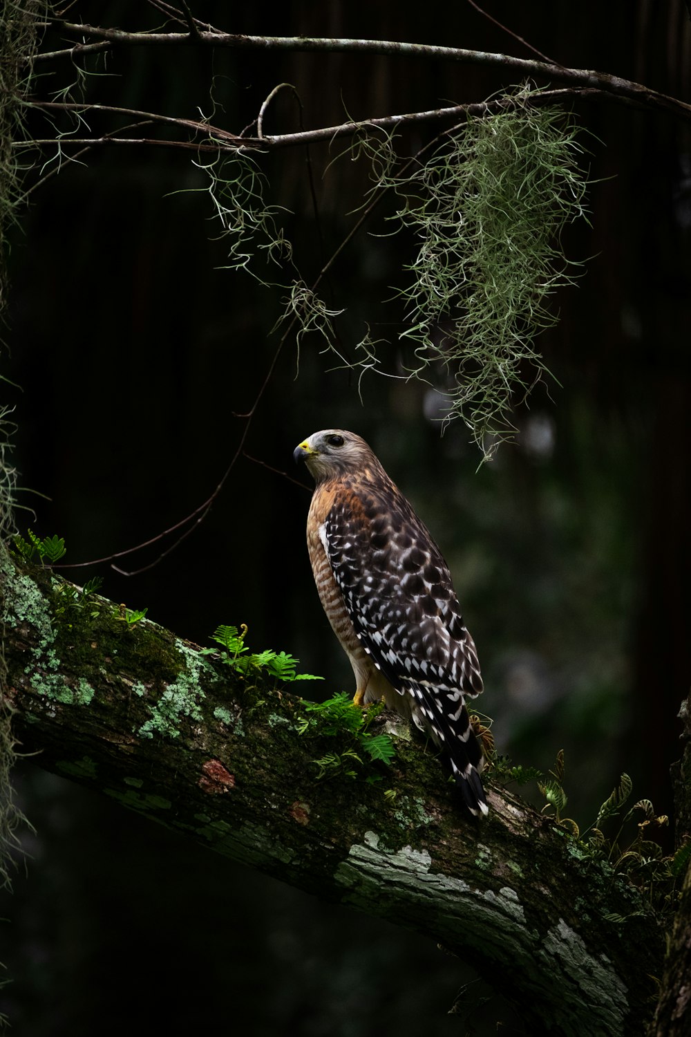 a bird perched on a tree branch in a forest