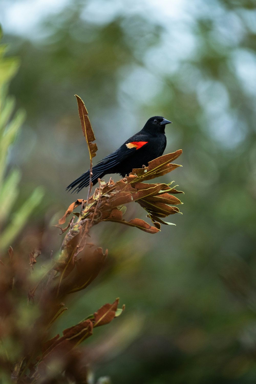 a black bird sitting on top of a tree branch