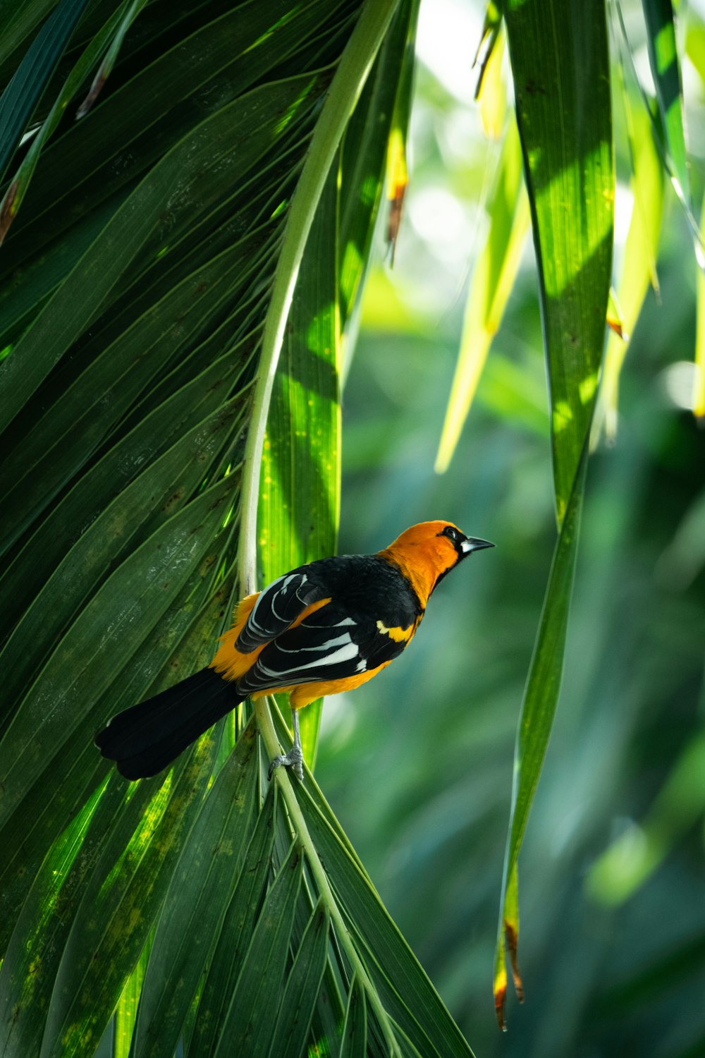 a black and orange bird sitting on a tree branch